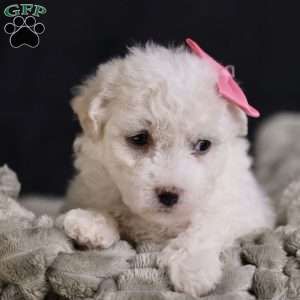 Brianna, Bichon Frise Puppy